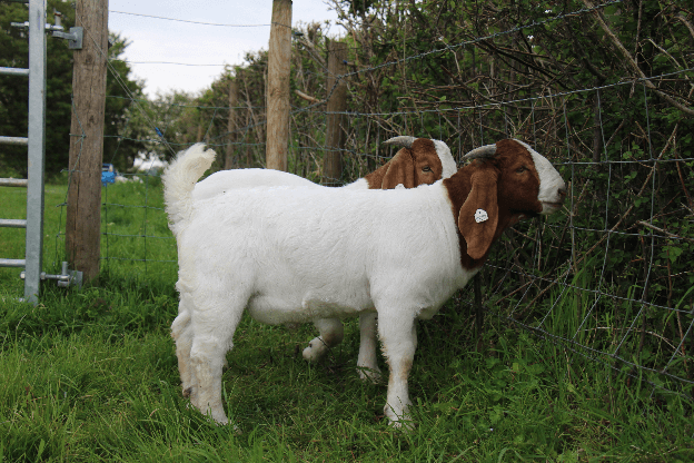 66 – British Boer Goat Society