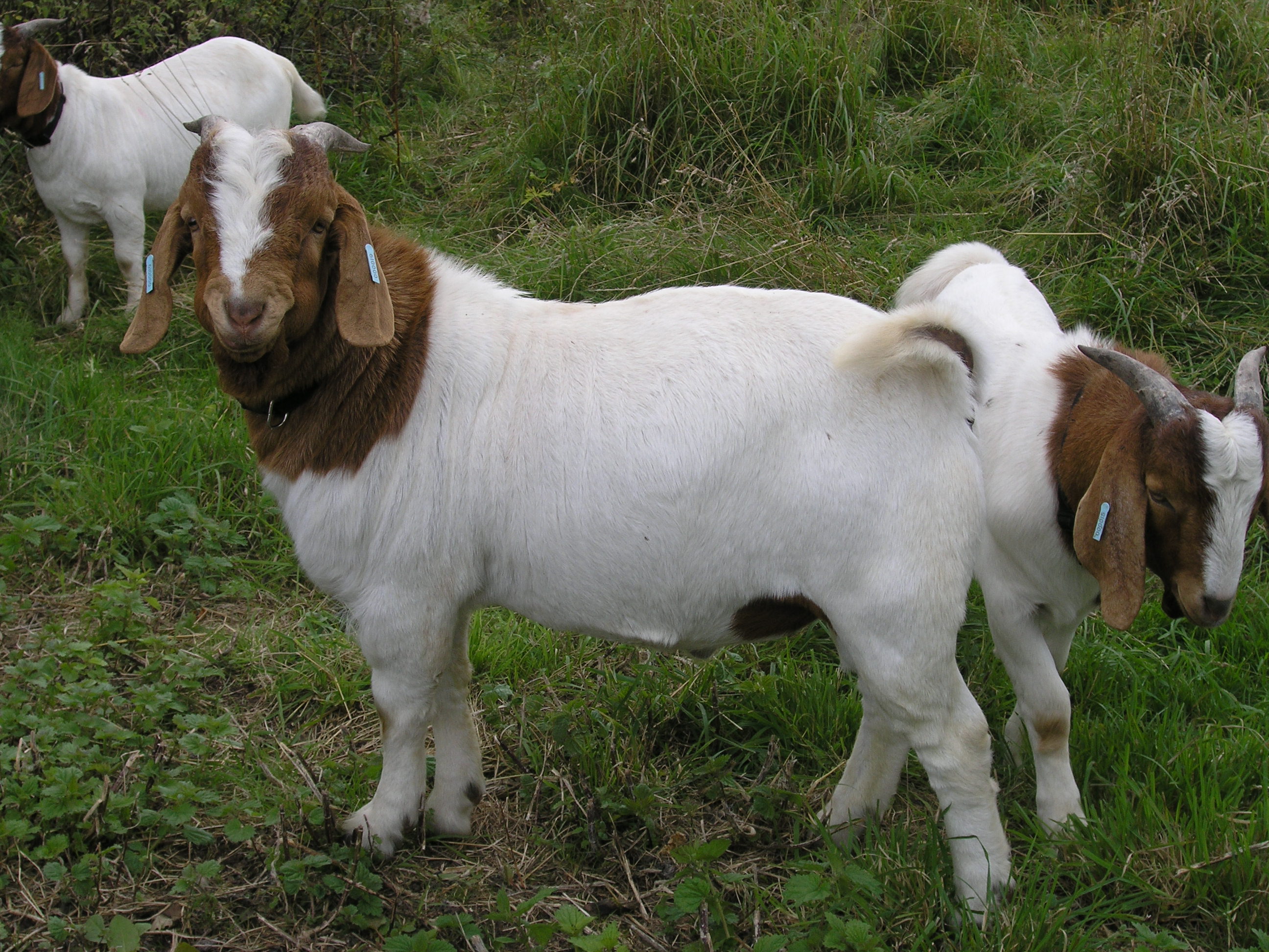 BBGS 0.8048.S – British Boer Goat Society