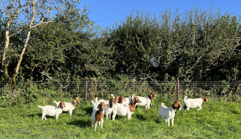 Boer Goat kids for sale in Devon