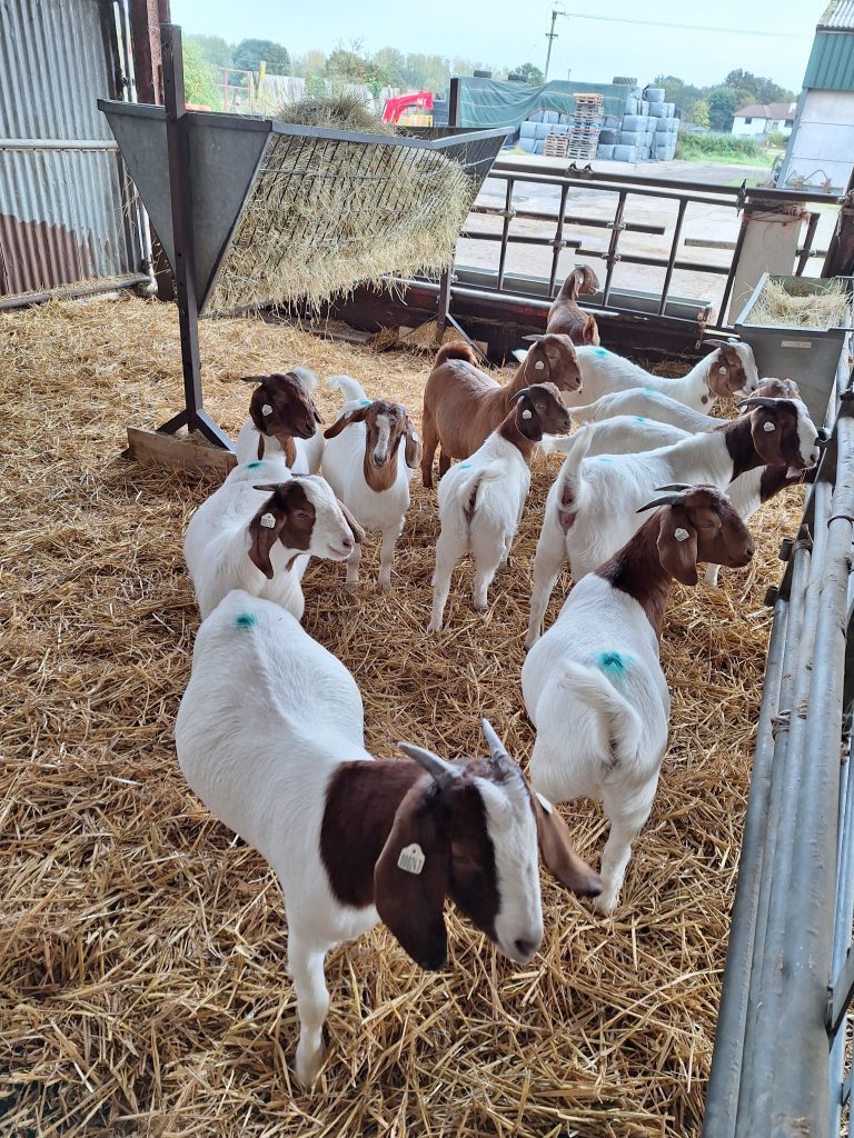 2024 Born Female Boer Goat Kids For Sale in Berkshire